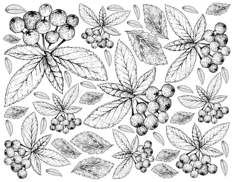 Online coloring book: Chokeberry antistress coloring book